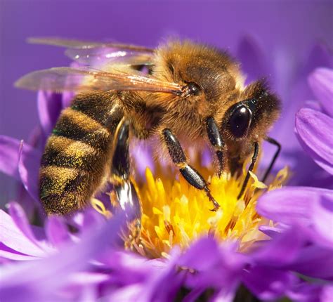The Magic of Bee Taste: Uncovering the Secrets of their Palates